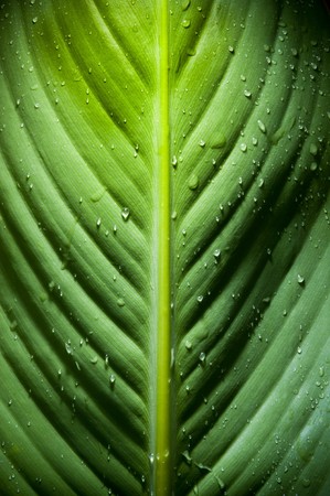 High contrast detail of large fresh leaf with water dropletsの写真素材