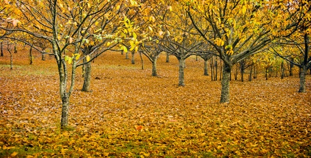 Spectacular autumn colours in an orchard, with small toadstools in foregroundの写真素材