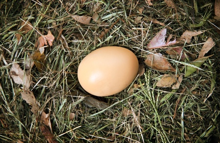 A single fresh egg sits in a natural nestの写真素材