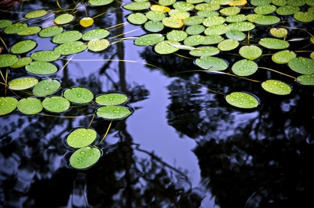 Bright green lilly pad's cover the surface of a pondの写真素材