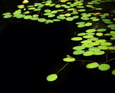 Bright green lilly pad's cover the surface of a pondの写真素材