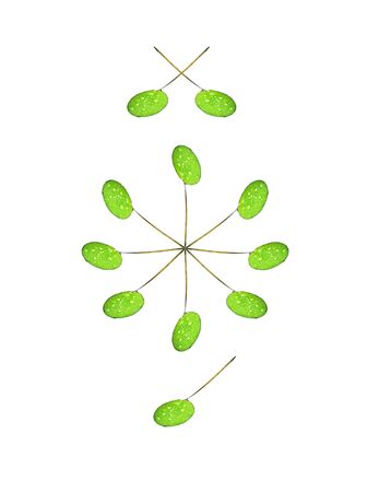 Beautiful green lilly pad's isolated over white in patternsの写真素材