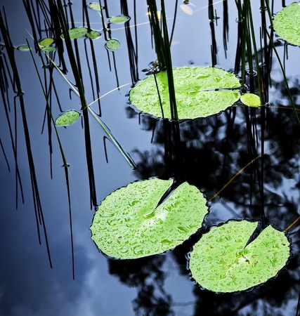 Bright green lilly pad's cover the surface of a pondの写真素材