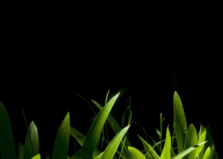 Fresh green leaves against a black background with moody lightingの写真素材