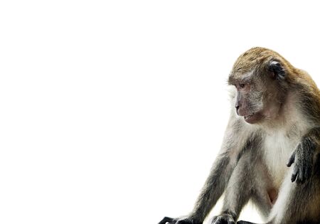 Monkey (Long-Tailed Macaque) isolated on white at edge of frameの写真素材