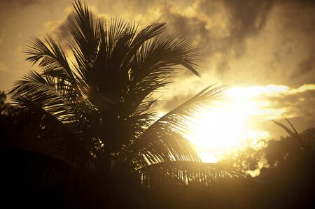 Intense sunset with a silhouetted palm treeの写真素材