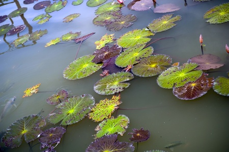 Colourful lily pads with fishの写真素材