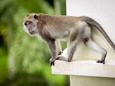Monkey (Long-Tailed Macaque) in the wild having funの写真素材