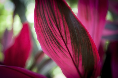 Large pink and black leaf with shallow focusの写真素材