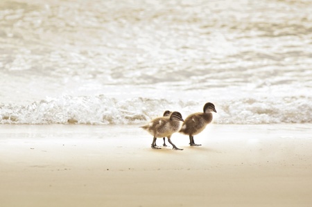 Baby ducks at play on the beach