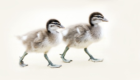 Baby ducks at play on the beachの写真素材