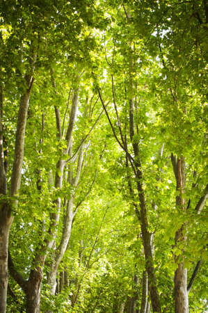 Bright green leaves in the treetops