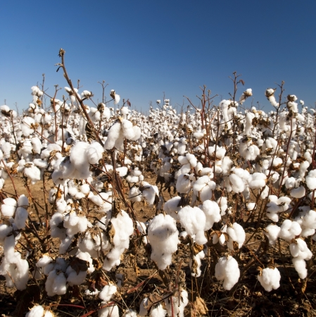 Cotton fields white with ripe cotton ready for harvestingの写真素材