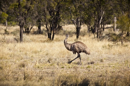 Wild emu in the Australian outback roam free