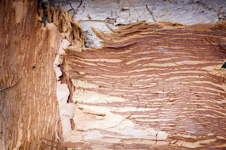 Bark from the Paperbark tree as a background texture