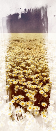 Field of daisy flowers in vintage style, framed in a brush stroke on textured paperの写真素材