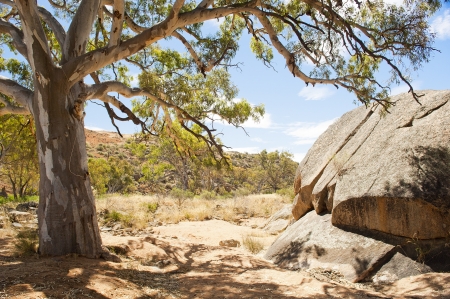 Classic Australian outback bush scenic with huge gum treeの写真素材