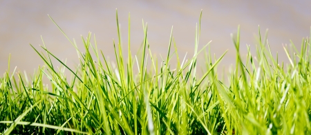 Blades of green grass over blurred backgroundの写真素材