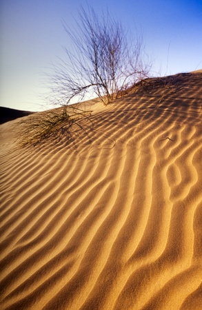 Sand dune ripples in the desert of Indiaの写真素材