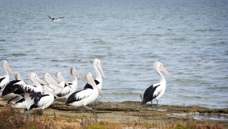 Pelicans in the wild along the Coorong area of South Australiaの写真素材