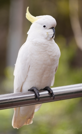 Sulphur crested cockatoo perched on a rail in the Grampians region of Australia