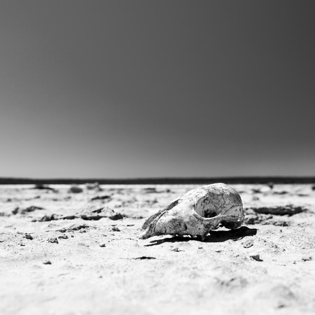 Animal skull on cracked hot ground in desert with blue sky in stunning black and whiteの写真素材