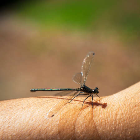 a dragonfly sits on a persons arm with a blurred natureの写真素材