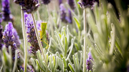 Praying Mantis insect sitting on a lavender bush in a gardenの写真素材