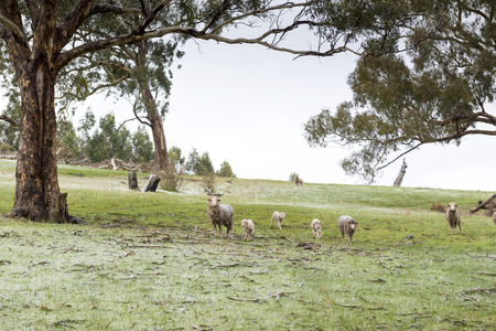 Sheep in fields during winter with a fresh dusting of snowの写真素材
