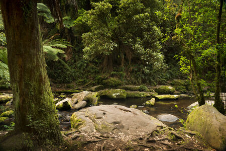 Forest in the Great Otways National Park along the Great Ocean Road, Australia