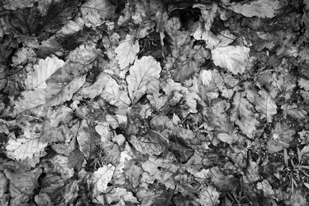 Autumn leaves on the wet ground for seasonal in black and white