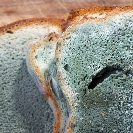 Mold growing rapidly on moldy bread in green and white spores