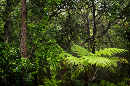 Rainforest landscape of ferns and trees wet with rain in the rainforest