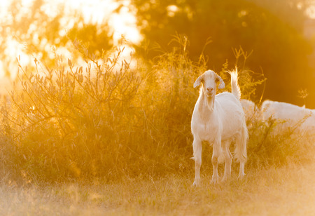 Goats grazing in beautiful sunset light filtering down on the fieldの写真素材