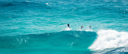 Pod of Dolphins playing and jumping in the waves off Stradbroke Island, Queensland, Australiaの写真素材
