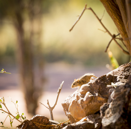 Cute striped field mouse sitting on a rock with late afternoon sun behind in Botswana, Africa