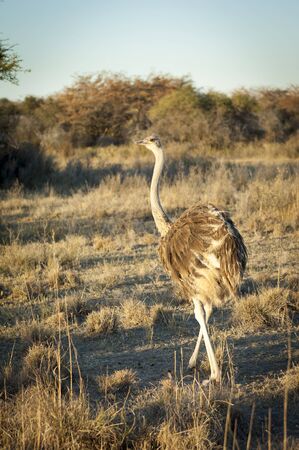 Large wild Ostrich in Botswana, Africa while on safariの写真素材