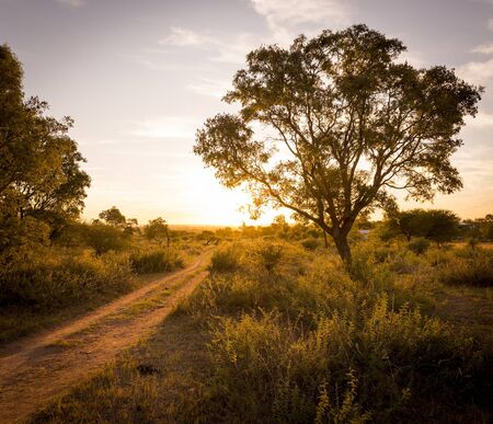 Sunset beams down a road in Africa with trees around it and long grassの写真素材