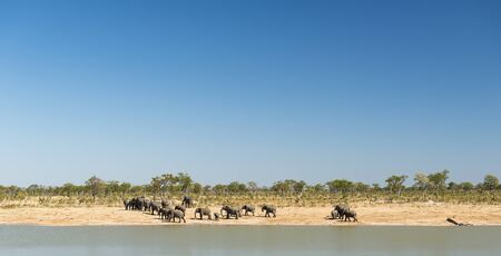 Elephant herd at a watering hole in Botswana, Africa with clear blue sky aboveの写真素材
