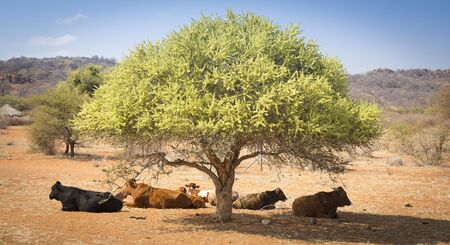 Botswana beef cattle resting under a tree in rural Botswana, Africaの写真素材