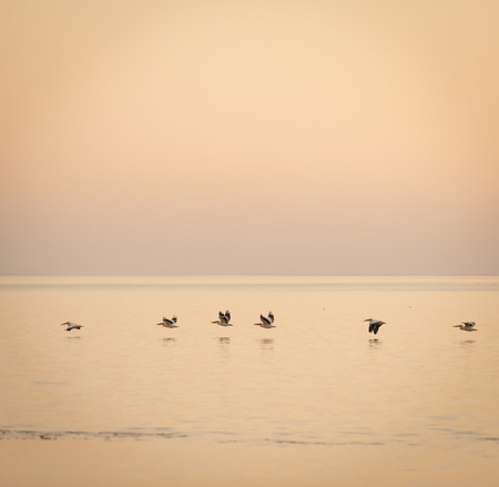 Pelicans glide across the Makgadikgadi Pan at dusk in Botswana, Africaの写真素材