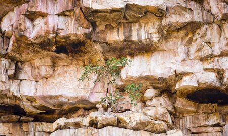 Green tree grows against the odds on a barren rocky cliff faceの写真素材