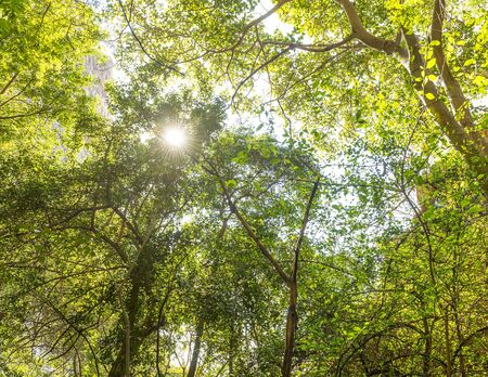 Looking up through the green jungle canopy in Botswana, Africa