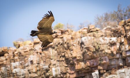 Large Vulture in flight soaring down a canyon wall in Botswana, Africaの写真素材