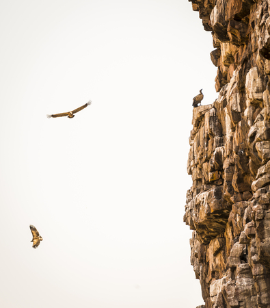 Large Vultures in flight near a canyon wall in Botswana, Africa