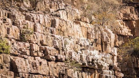 Vulture bird landing at its nest on a cliffside in Vulture Gorge, Botswana, Africaの写真素材