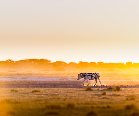 Zebra at sunset in Botswana, Africa with beautiful sunset lightの写真素材