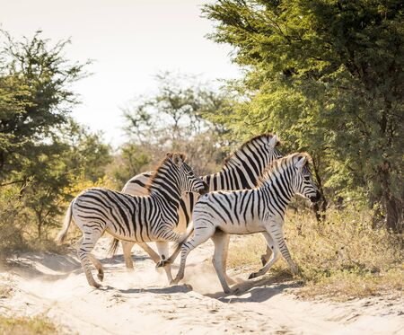 Zebra family with baby Zebra in Botswana, Africaの写真素材