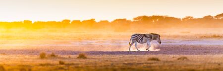 Zebra at sunset in Botswana, Africa with beautiful sunset lightの写真素材