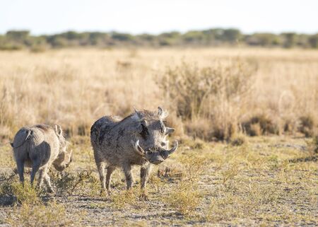 Warthog out on the plains in Botswana, Africaの写真素材